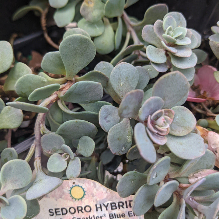 Sedum x Sedoro 'Blue Elf' ~ Sunsparkler® Blue Elf Sedum