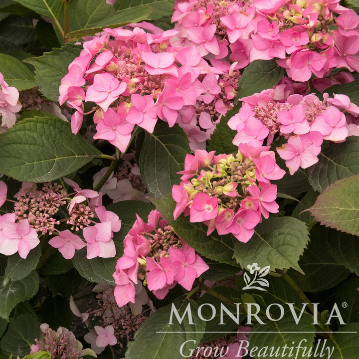 Hydrangea macrophylla 'SMHMEPSILON' PP #28,974 ~ Monrovia® Seaside Serenade® Outer Banks Hydrangea