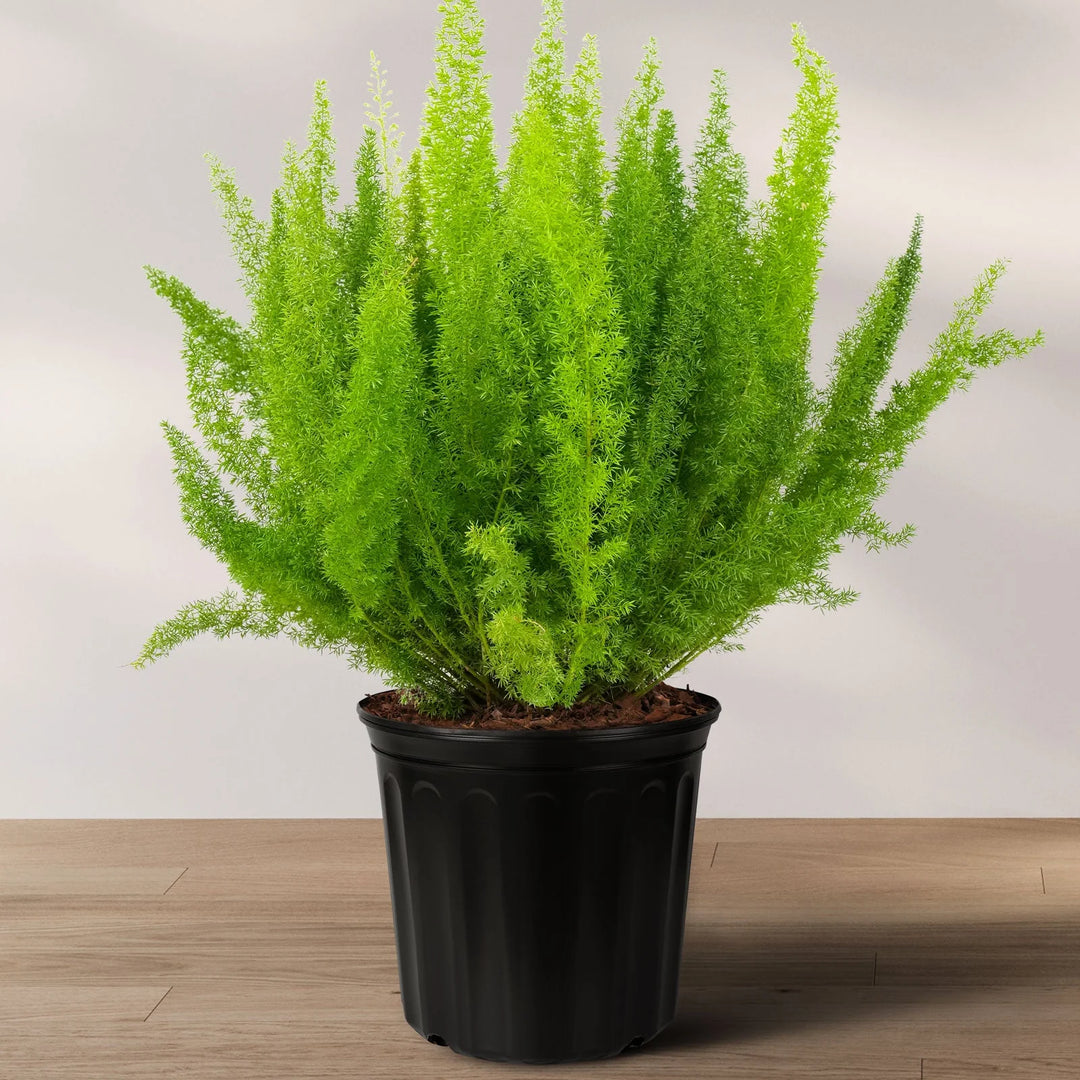 Fern - Foxtail - 4 inch