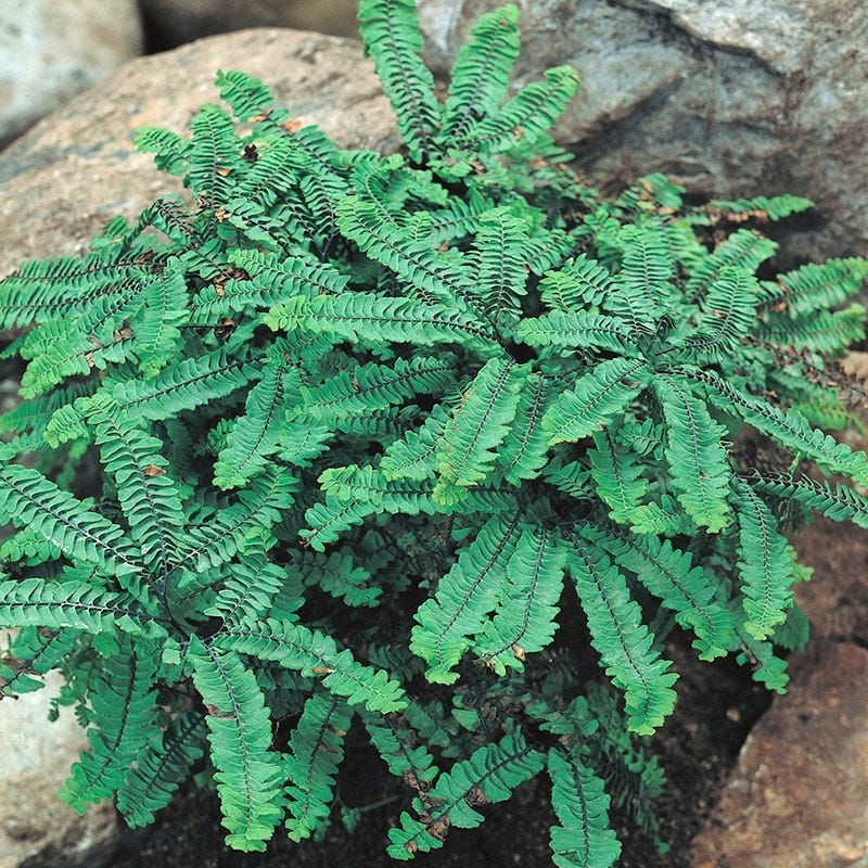 Fern - Maidenhair - 4 inch