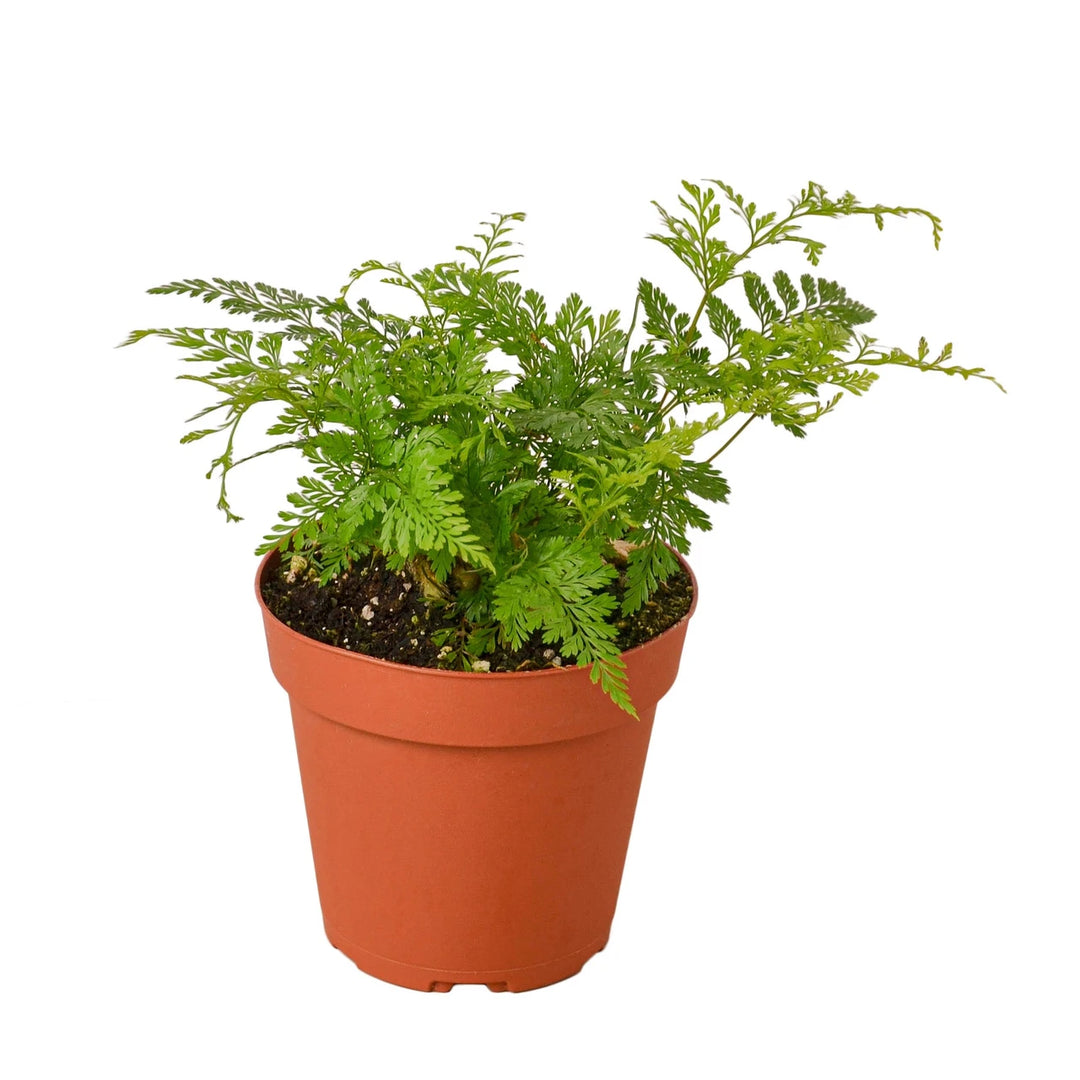 Fern - Rabbit Foot - 4 inch