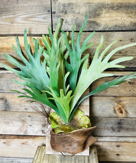 Fern - Staghorn - 4 inch
