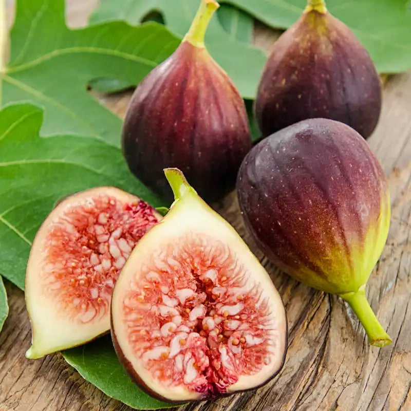 Fig Tree - Brown Turkey