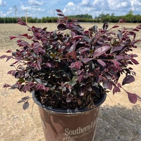 Loropetalum chinense 'Shang-hi' PP18,331 ~ Purple Diamond® Fringe Flower