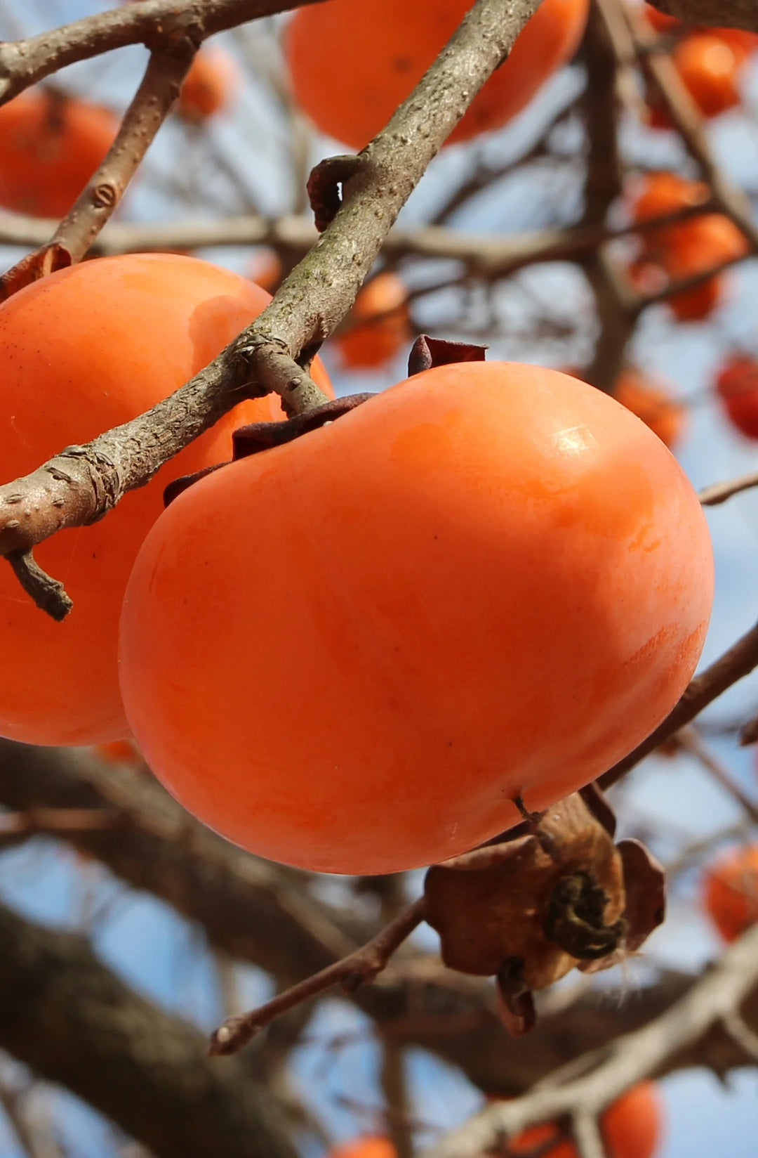 Fuyu Persimmon Tree