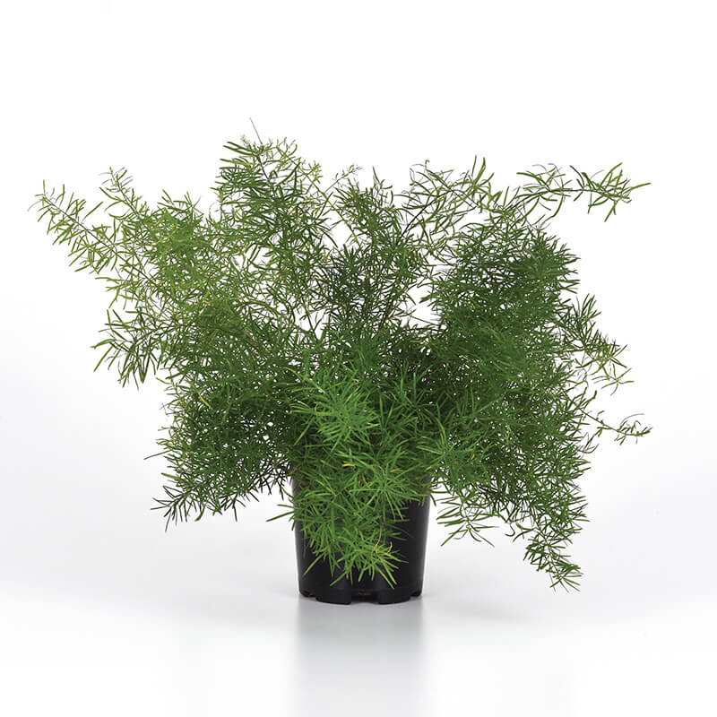 Asparagus Fern - FuzzyFern - 6 inch