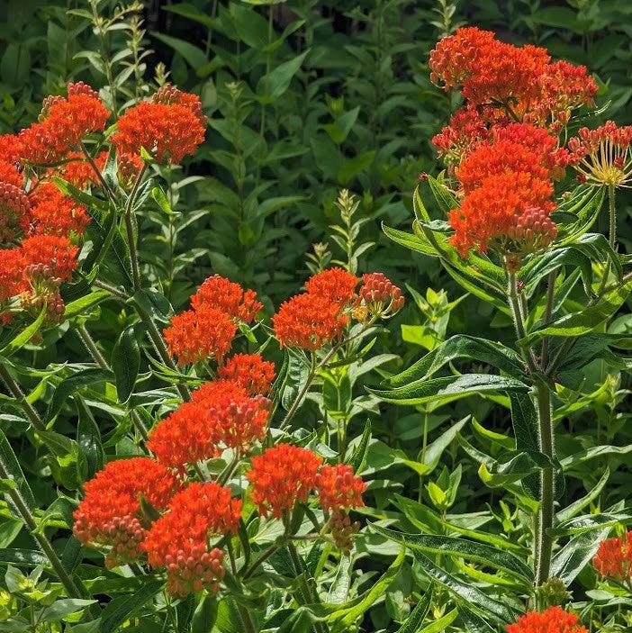 Asclepias tuberosa ~ Butterfly Weed