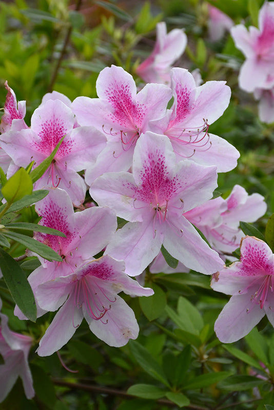 Azalea 'George Taber'