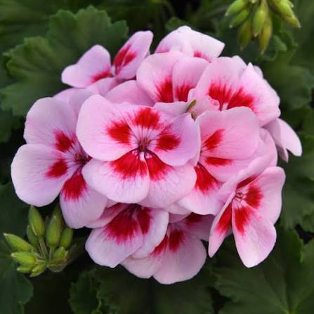 Deco Pot - Geranium