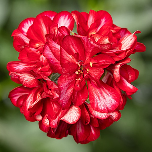 Geranium - Ivy League 'Arctic Red' - 4 inch