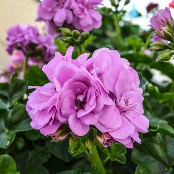 Geranium - Ivy League 'Lavender' - 4 inch