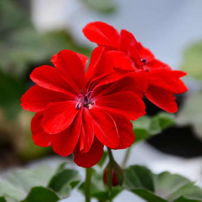 Geranium - Ivy League 'Red' - 4 inch