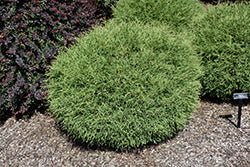 Globe Arborvitae - Mr. Bowling Ball