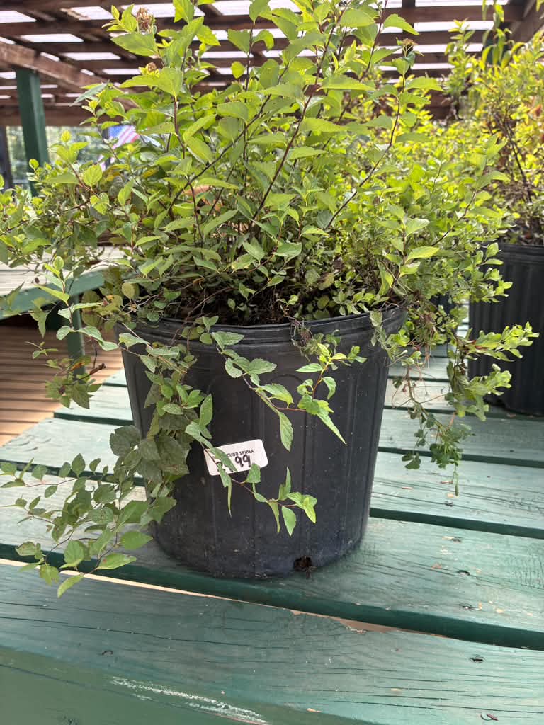 Spirea - Gold Mound - 3 gallon
