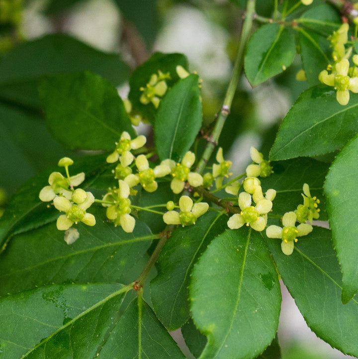 Euonymus alatus 'Compactus' ~ Dwarf Burning Bush