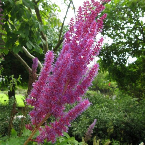 Astilbe chinensis 'Youandme Always' PP #32,942 ~ Monrovia® You And Me Always Astilbe