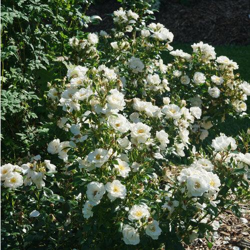 Rosa 'Bozmillwin' PP28197  ~ PW® Color Choice® Oso Easy Ice Bay® Rose