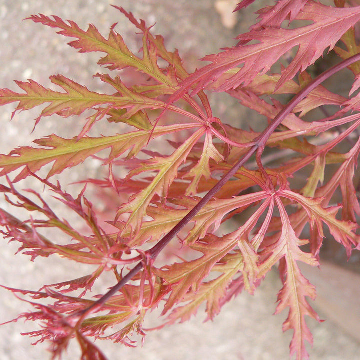 Acer palmatum dissectum 'Orangeola' ~ Orangeola Japanese Maple