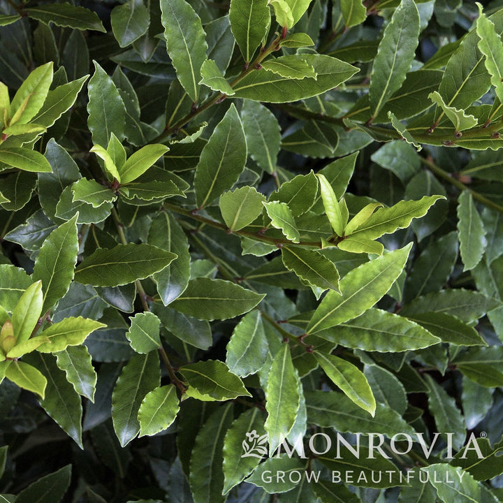 Laurus nobilis 'MonRik' PP #25,915 ~ Monrovia® Little Ragu® Sweet Bay