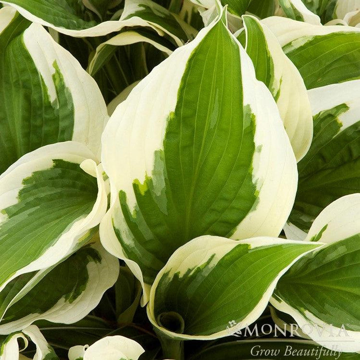 Hosta 'Patriot' ~ Monrovia® Patriot Hosta