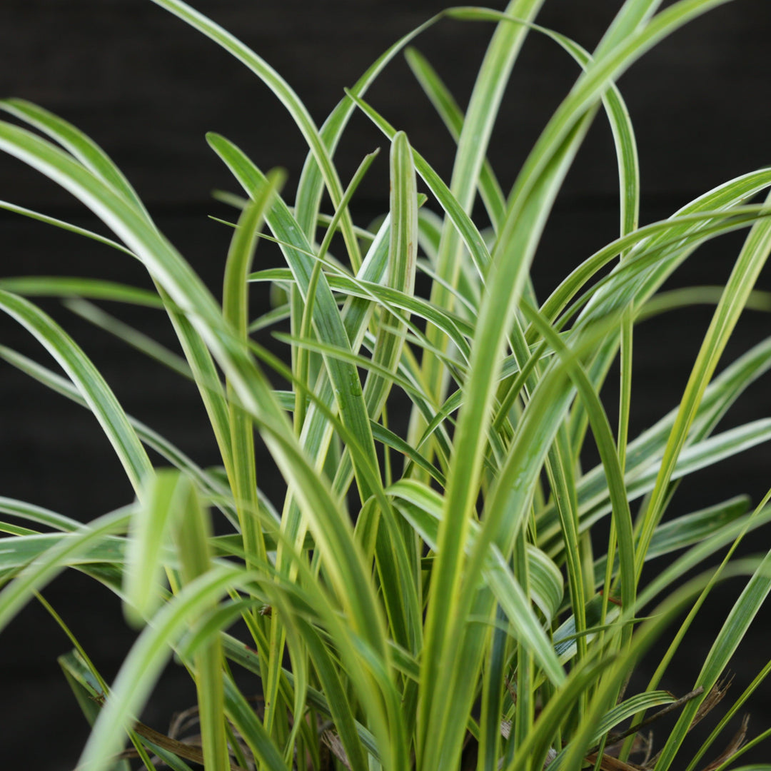 Liriope muscari 'Variegata' ~ Variegated Lily Turf