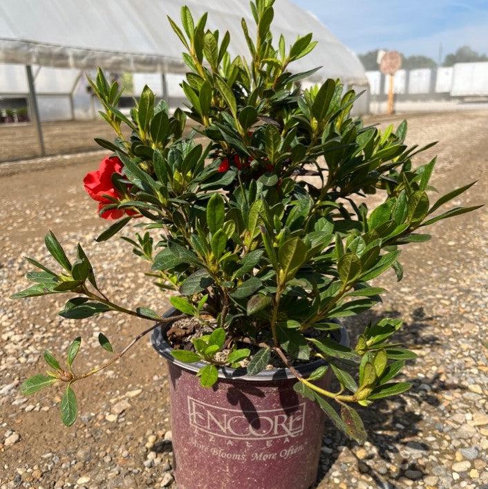 Rhododendron ‘Conleb’ ~ Encore® Autumn Embers™ Azalea