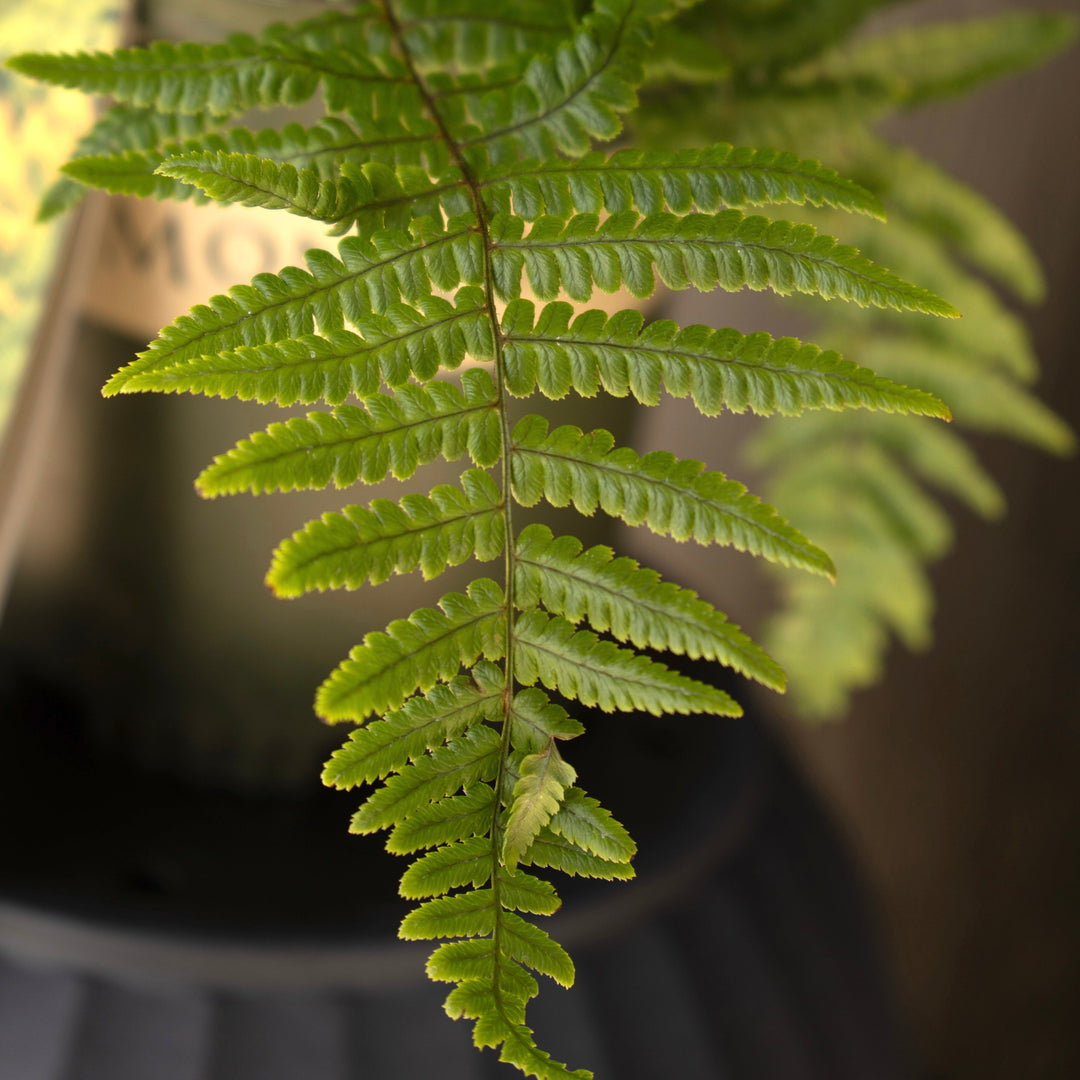 Dryopteris wallichiana 'Jurassic Gold' ~ Monrovia® Jurassic Gold Fern