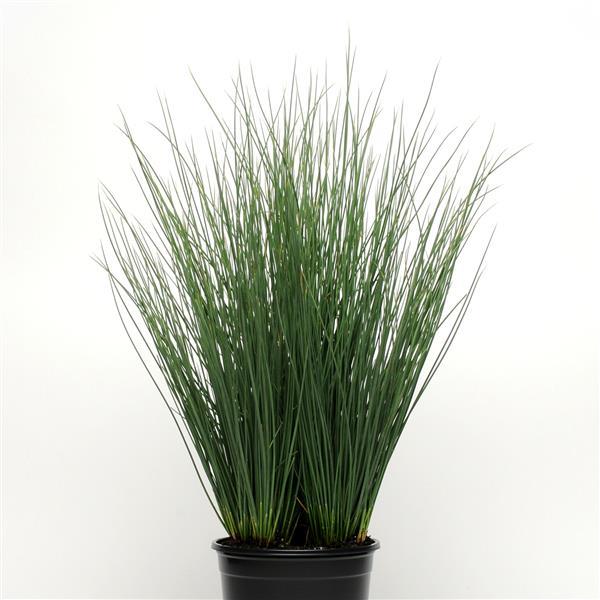 Hard Rush - Color Grass - Blue Arrows
