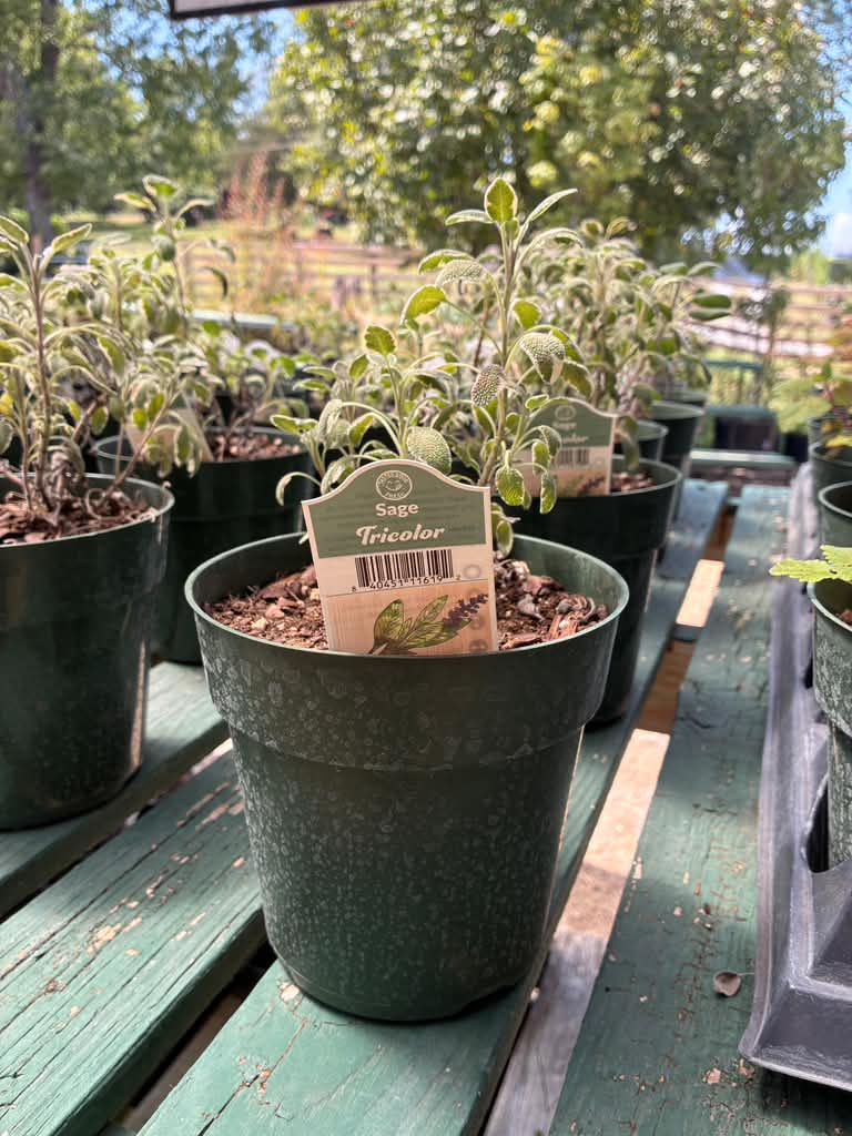 Herbs - 6 inch