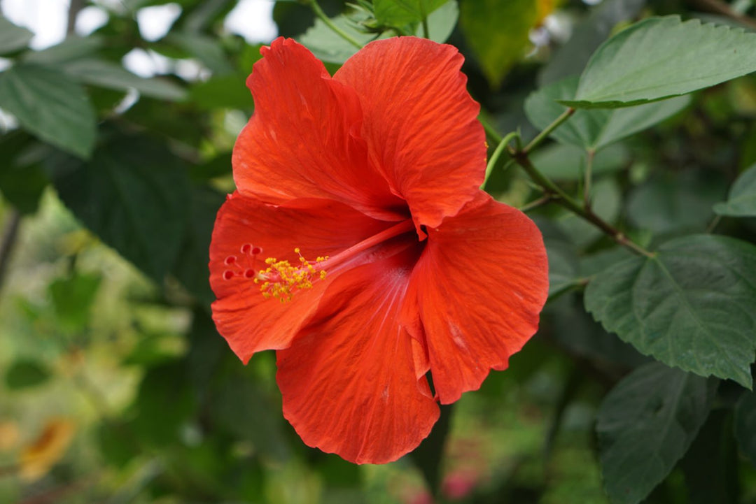Hibiscus - Assorted - 1 gallon