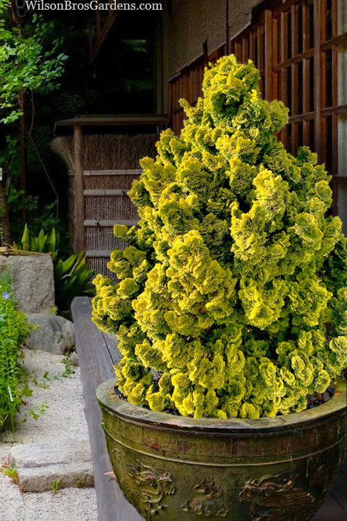 Hinoki Lutea