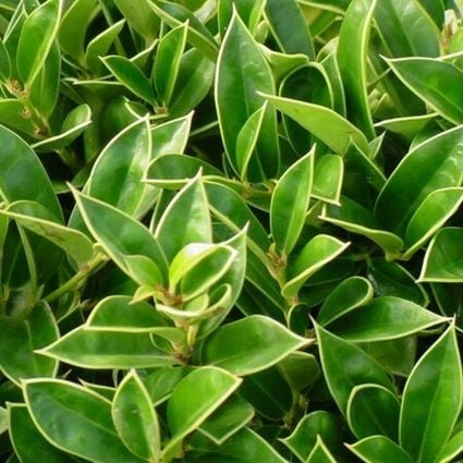 Holly - Carissa - evergreen