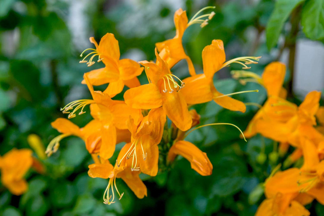 Honeysuckle Bush 'Orange'
