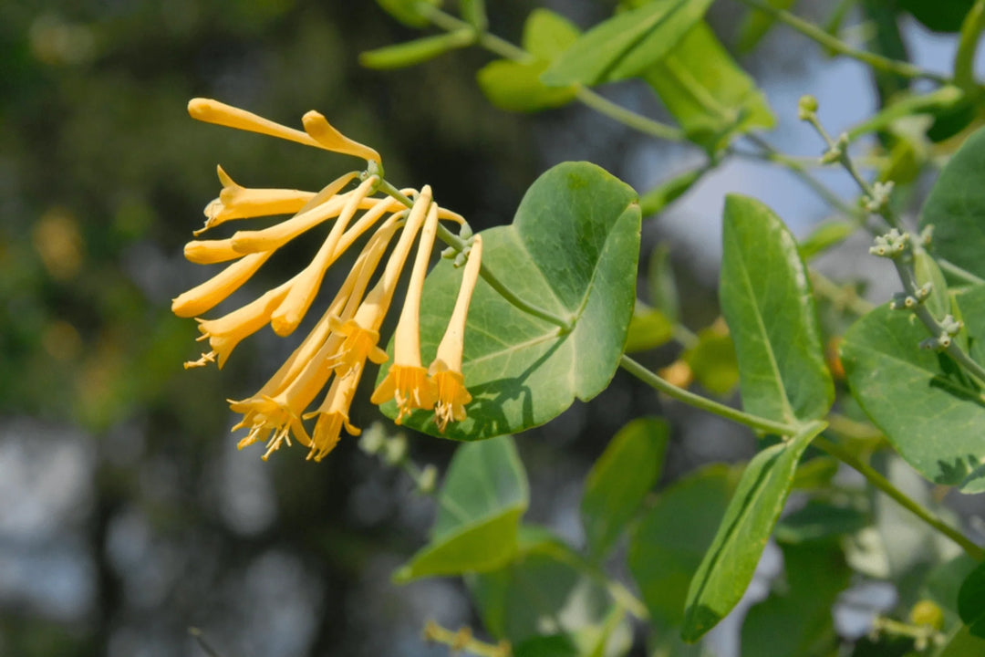 Honeysuckle Bush 'Yellow'