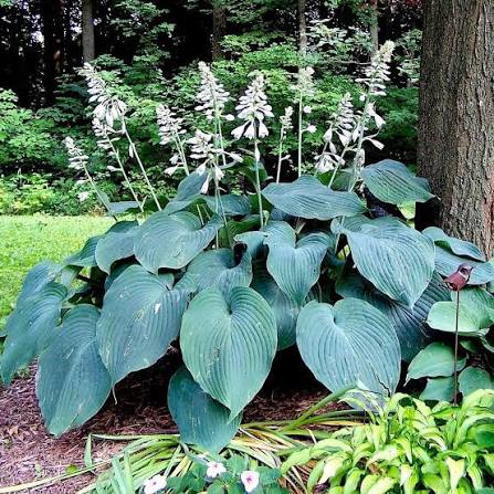 Hosta - Blue Angel