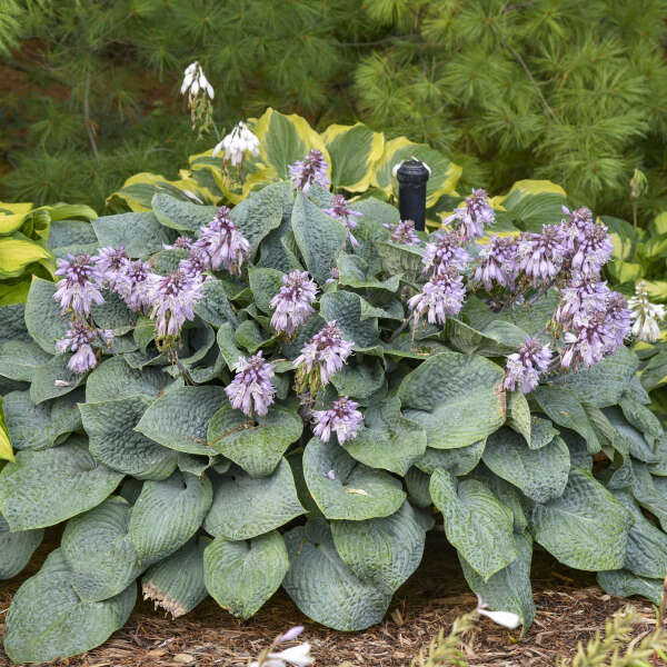Hosta  - Blueberry Muffin