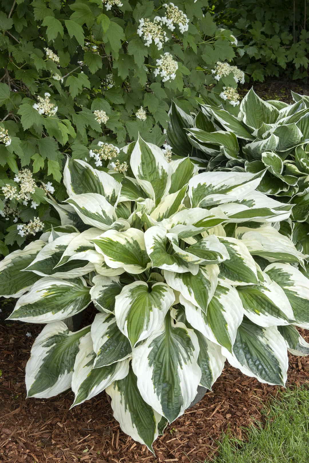 Hosta - Patriot