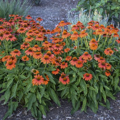 Echinacea x 'Balsomador' PP #26,639 ~ Sombrero® Adobe Orange Improved Coneflower