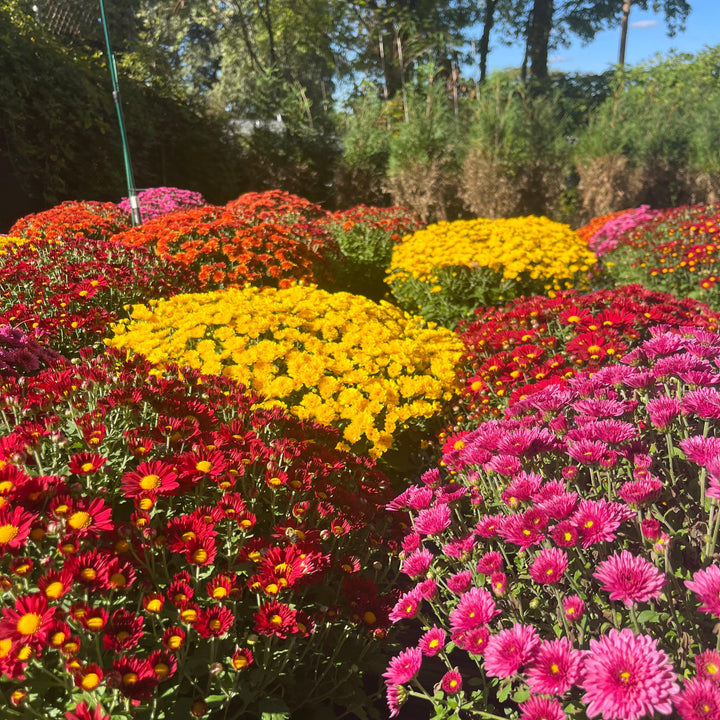 ~ Garden Mums, Assorted Colors