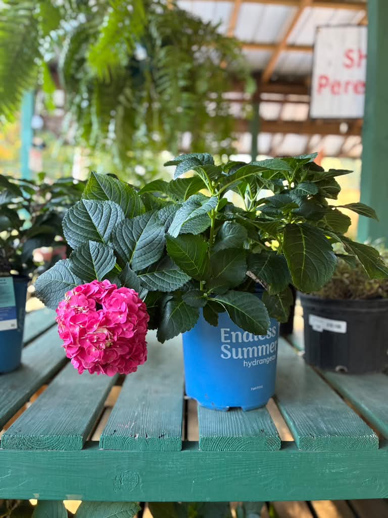 Hydrangea - Endless Summer - 2 gal