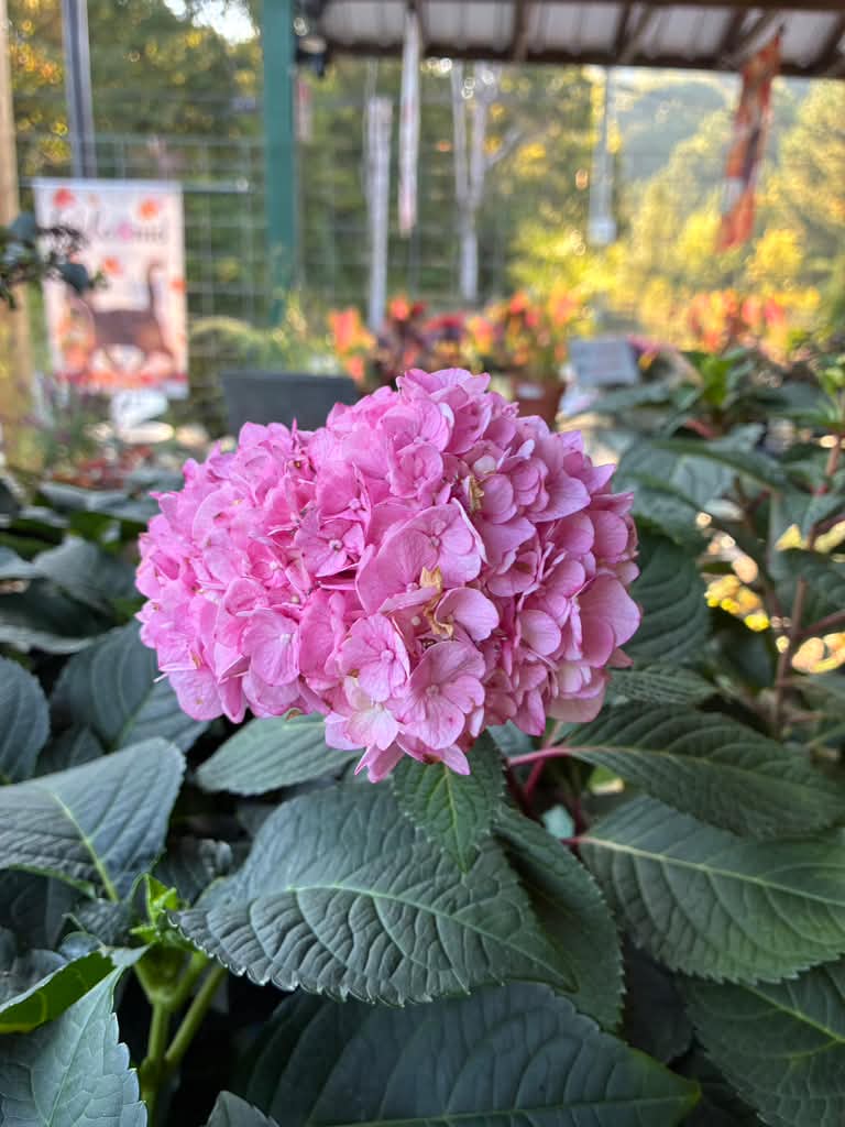 Hydrangea - Endless Summer - 2 gal
