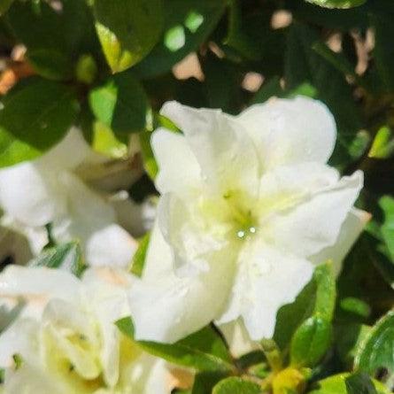 Rhododendron ‘Mootum’ ~ Encore® Autumn Moonlight™ Azalea