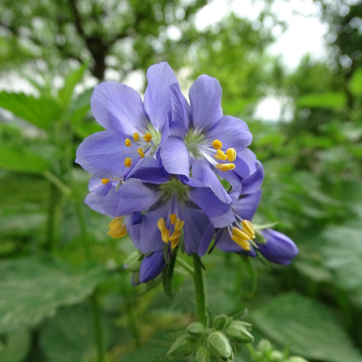 Polemonium 'Brise d'Anjou' ~ Monrovia® Variegated Jacob's Ladder