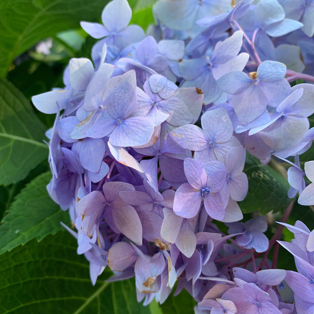 Hydrangea macrophylla 'Bailmer’ ~ Endless Summer® The Original Hydrangea