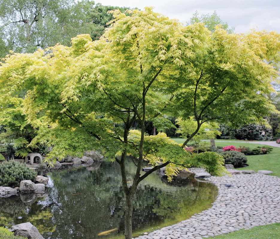 Japanese Maple - Green - 5G