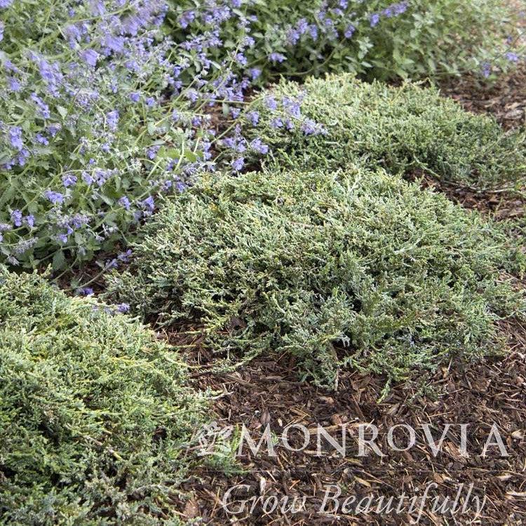 Juniperus horizontalis 'Monber' ~ Monrovia® Icee Blue® Juniper