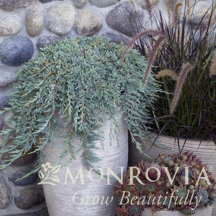 Juniperus horizontalis 'Monber' ~ Monrovia® Icee Blue® Juniper