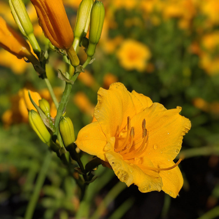 Hemerocallis 'Stella D'Oro' ~ Stella de Oro Daylily