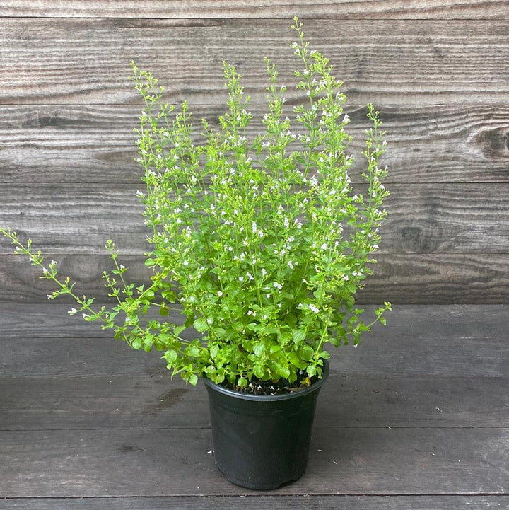 Calamintha nepeta spp. nepeta ~ Lesser Calamint