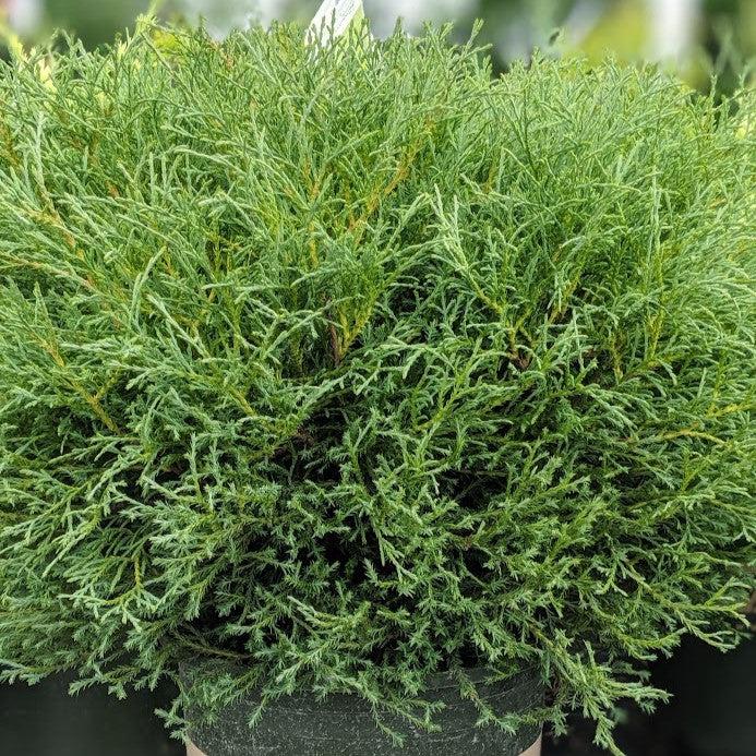 Thuja occidentalis ‘Bobozam' ~ Mr. Bowling Ball® Arborvitae